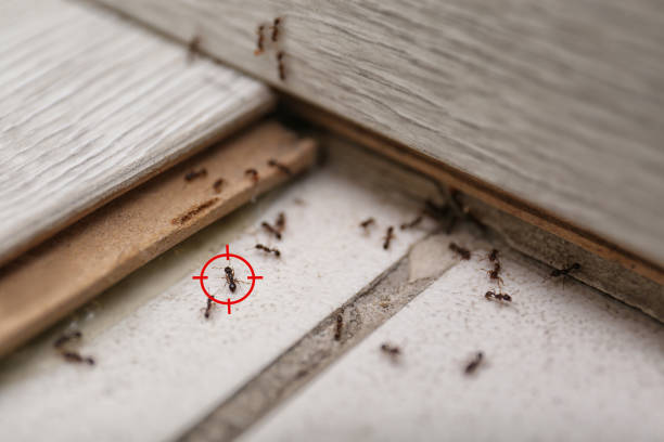 Best Affordable Pest Control Services  in Kittery Point, ME