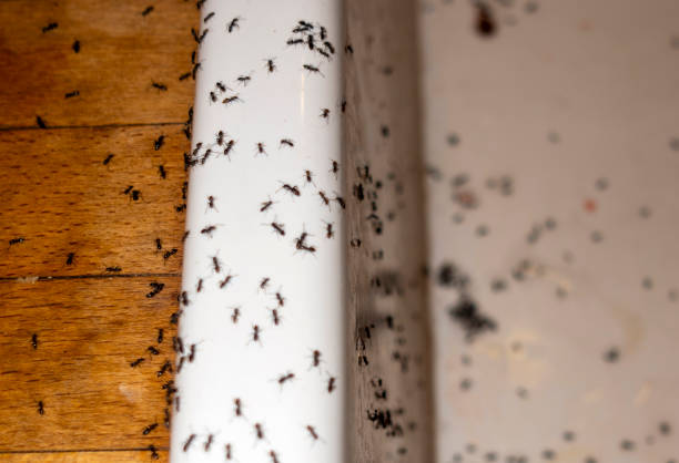 Best Commercial Pest Control Services  in Kittery Point, ME