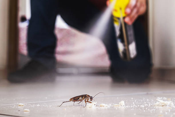 Best Termite Control Services  in Kittery Point, ME